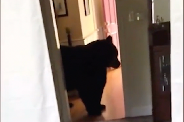 <p>The bear that invaded Bill Priest’s home </p>