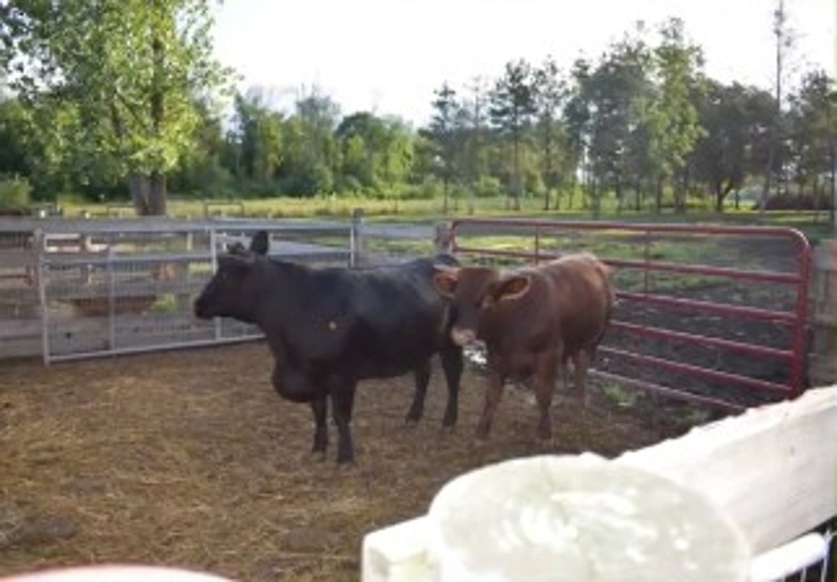 Hayvan barınağı sahibi, inekleri sığır çiftliğine iade etmeyi reddettiği için suçlandı