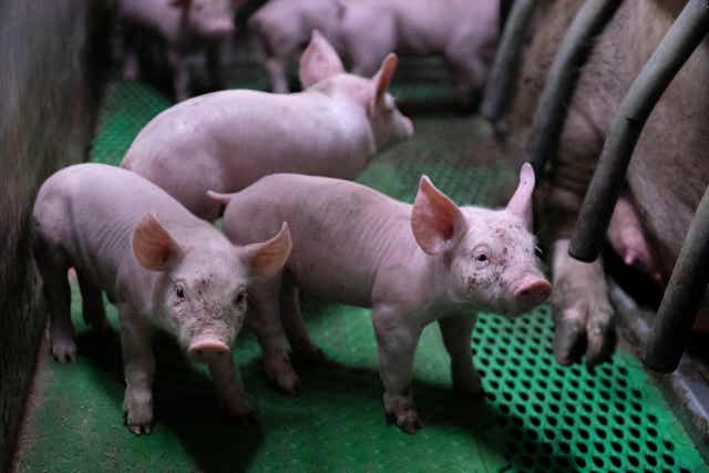<p>File photo: Piglets in French Sebastien Brishoual’s pig farm in Tremeven, western France, on 15 June 2022 </p>