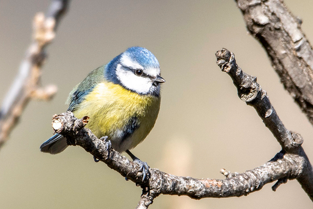 <p>More than 5,800 observations on the colouring and other characteristics of the blue tits like this one were made between 2005 and 2019</p>