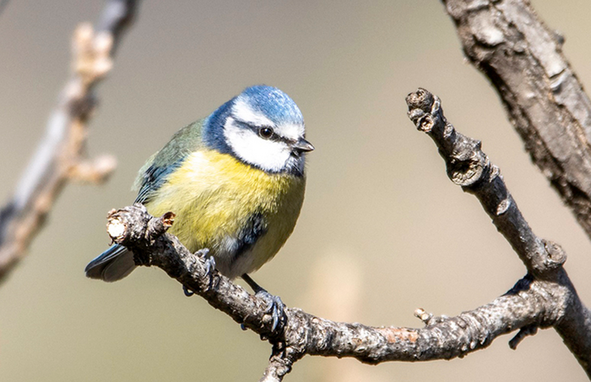 Birds in Europe less colourful than 15 years ago due to climate crisis, study suggests