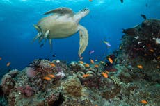 Australia to protect Barrier Reef by banning coal mine