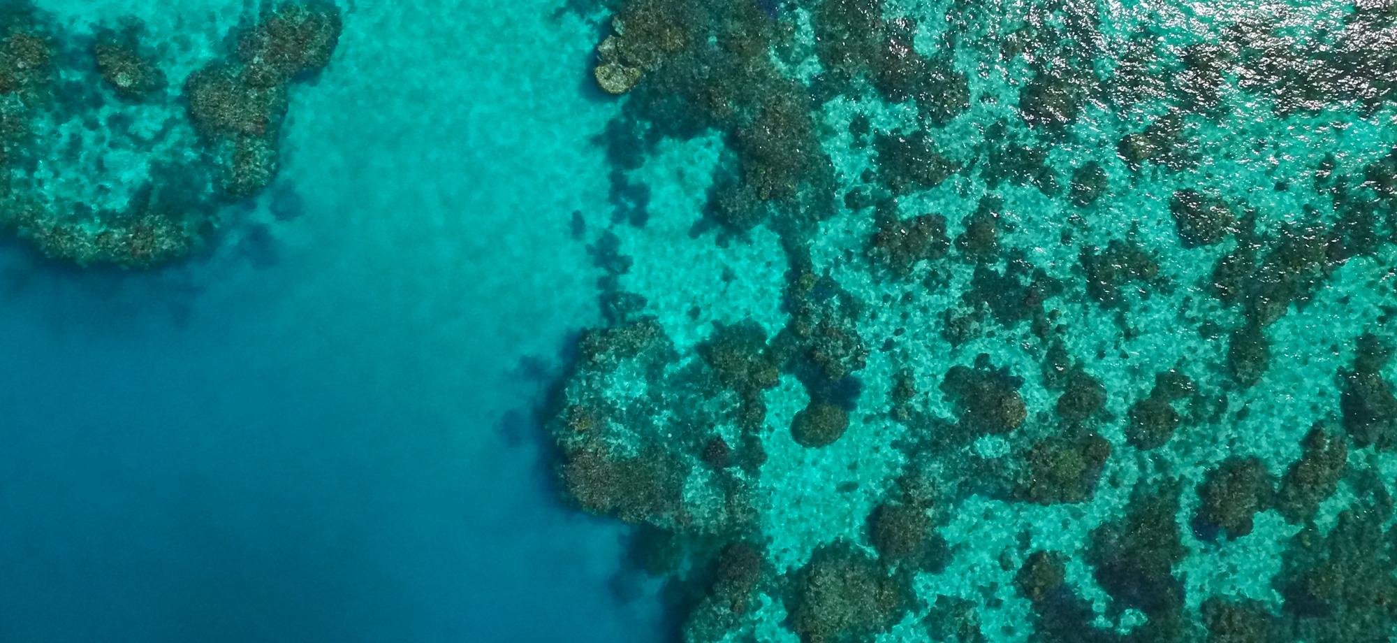 Some parts of the Great Barrier Reef are recovering, Australian scientists claim