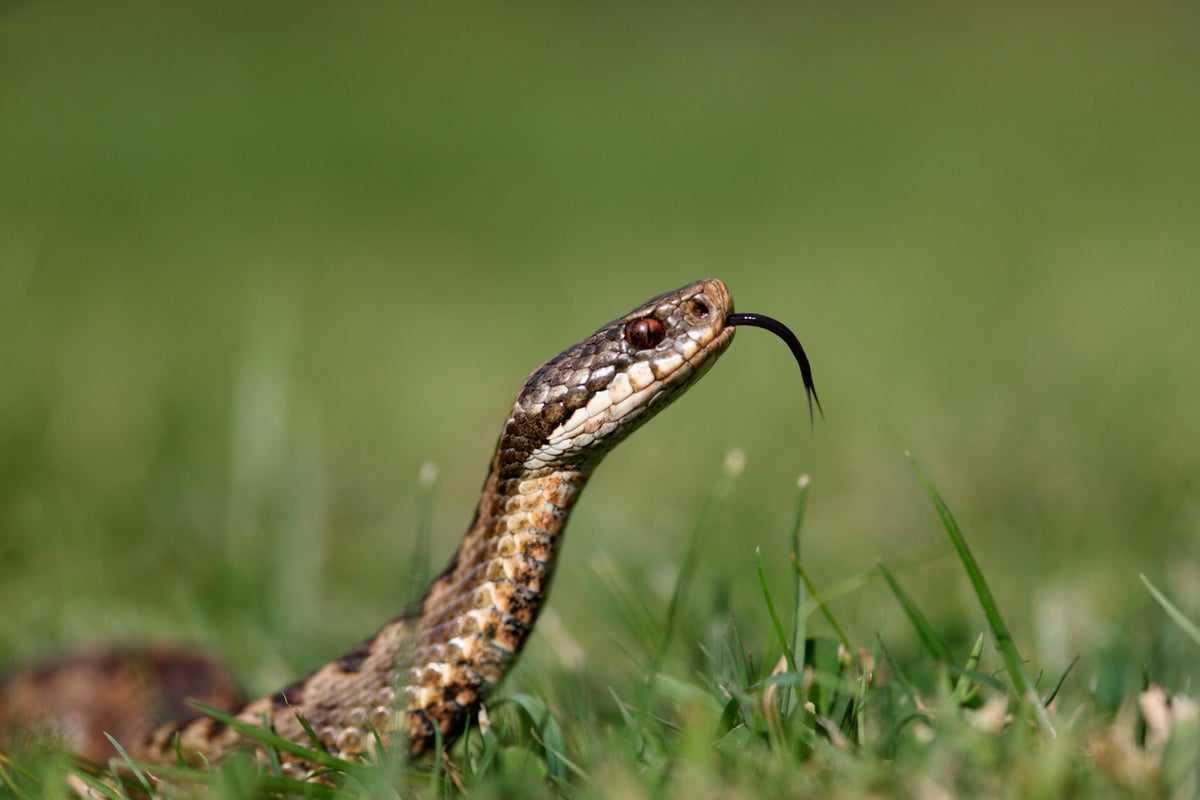 Surge in poisonous adders on British beaches sparks warning for holiday makers