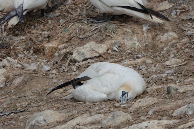 <p>A dying gannet on Grassholm, Pembrokeshire. Highly pathogenic avian influenza was first recorded on the island – the world’s third largest gannetry – this week</p>