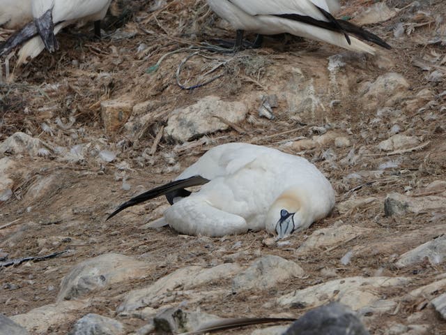 <p>A dying gannet on Grassholm, Pembrokeshire. Highly pathogenic avian influenza was first recorded on the island – the world’s third largest gannetry – this week</p>