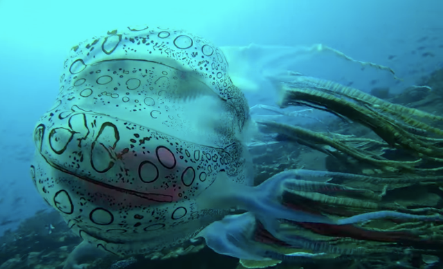 <p> The jellyfish had different markings, was much larger, and had other technical differences to Chirodectes maculatus</p>