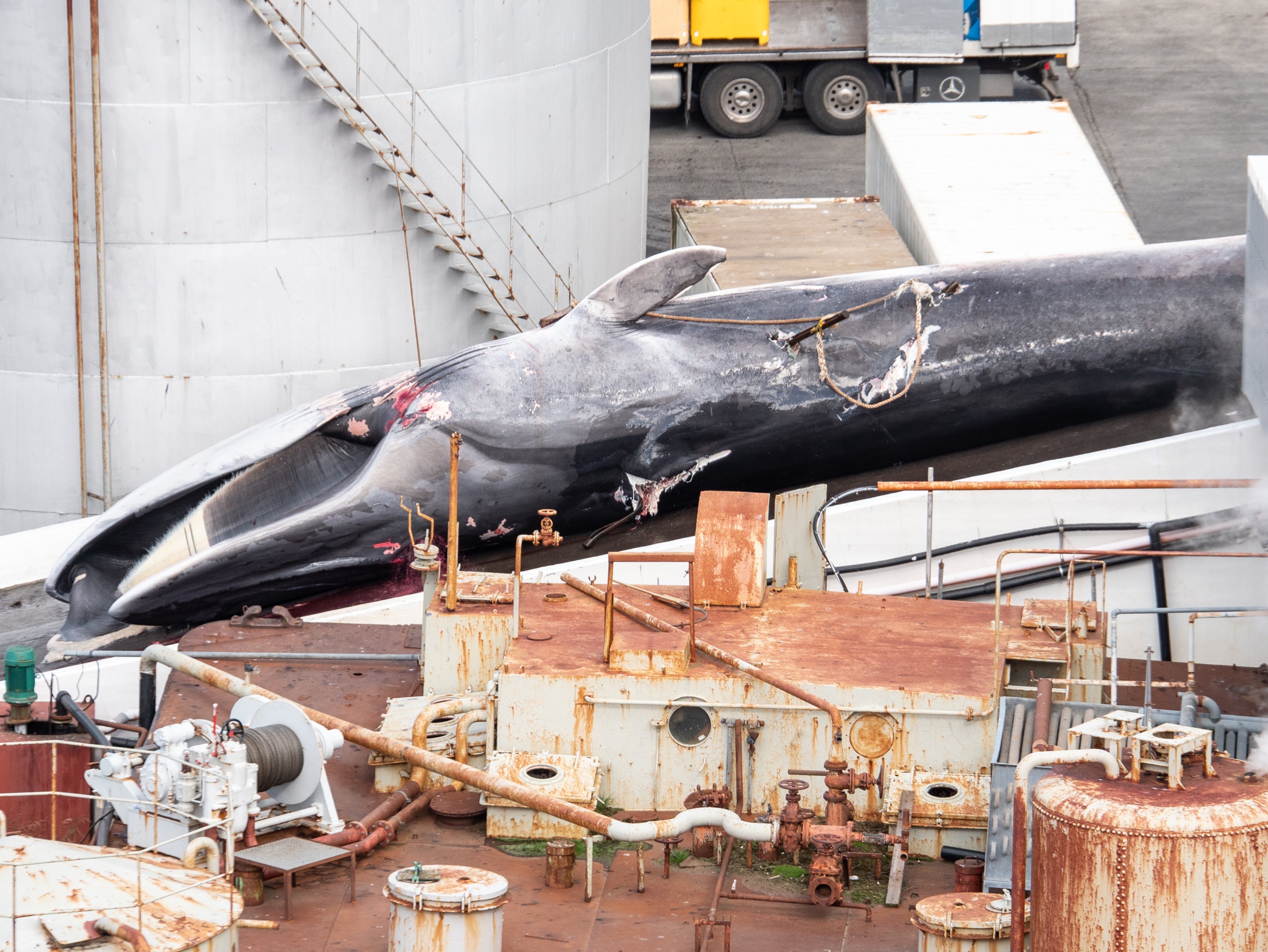 Whalers used four harpoon shots on an adult male fin whale