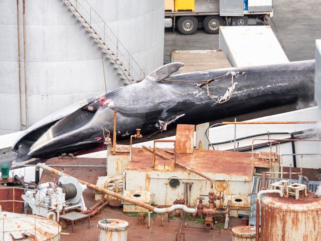<p>Whalers used four harpoon shots on an adult male fin whale </p>