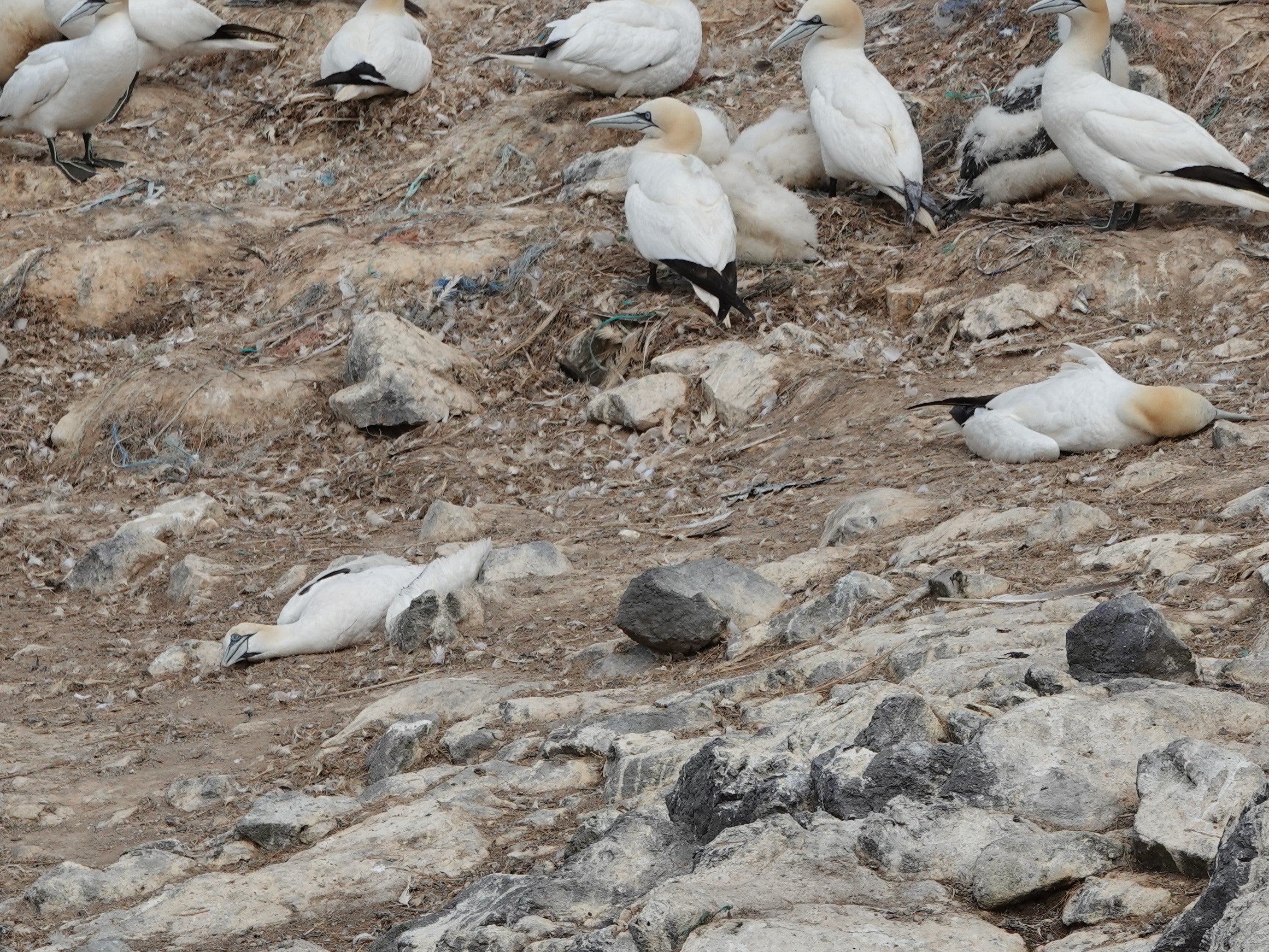 Dead and dying gannets on Grassholm in Pembrokeshire, Wales, this week