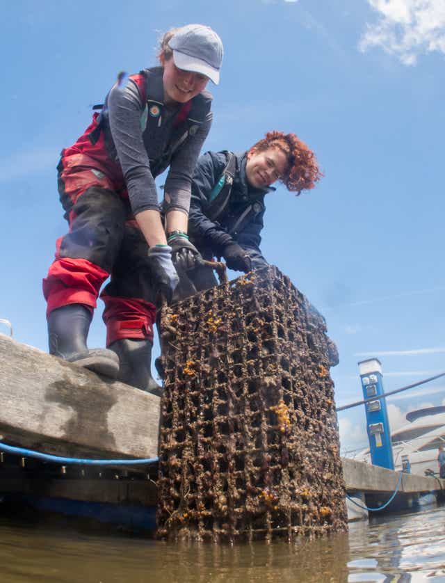 Conservationists inspect oyster nurseries in the River Conwy, north Wales (ZSL/PA)