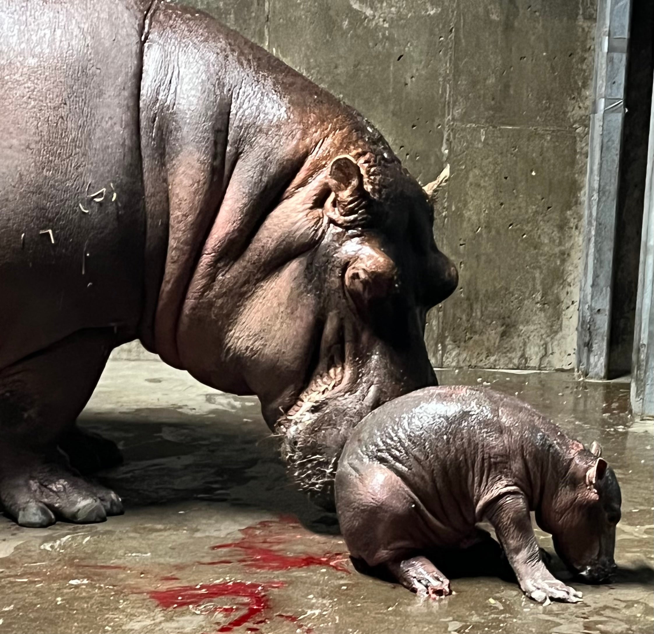 Cincinnati Zoo announces birth of newborn hippo, making Fiona a big sister