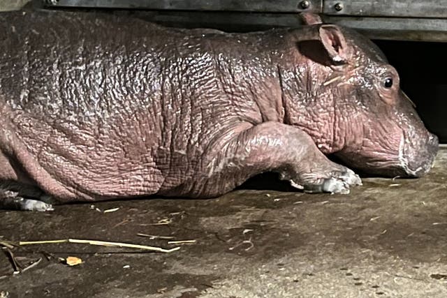 <p>Cincinnati Zoo announces birth of newborn hippo, making Fiona a big sister</p>
