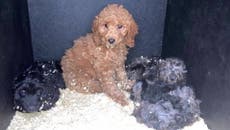 Police seize 57 puppies believed to be illegally smuggled into Northern Ireland