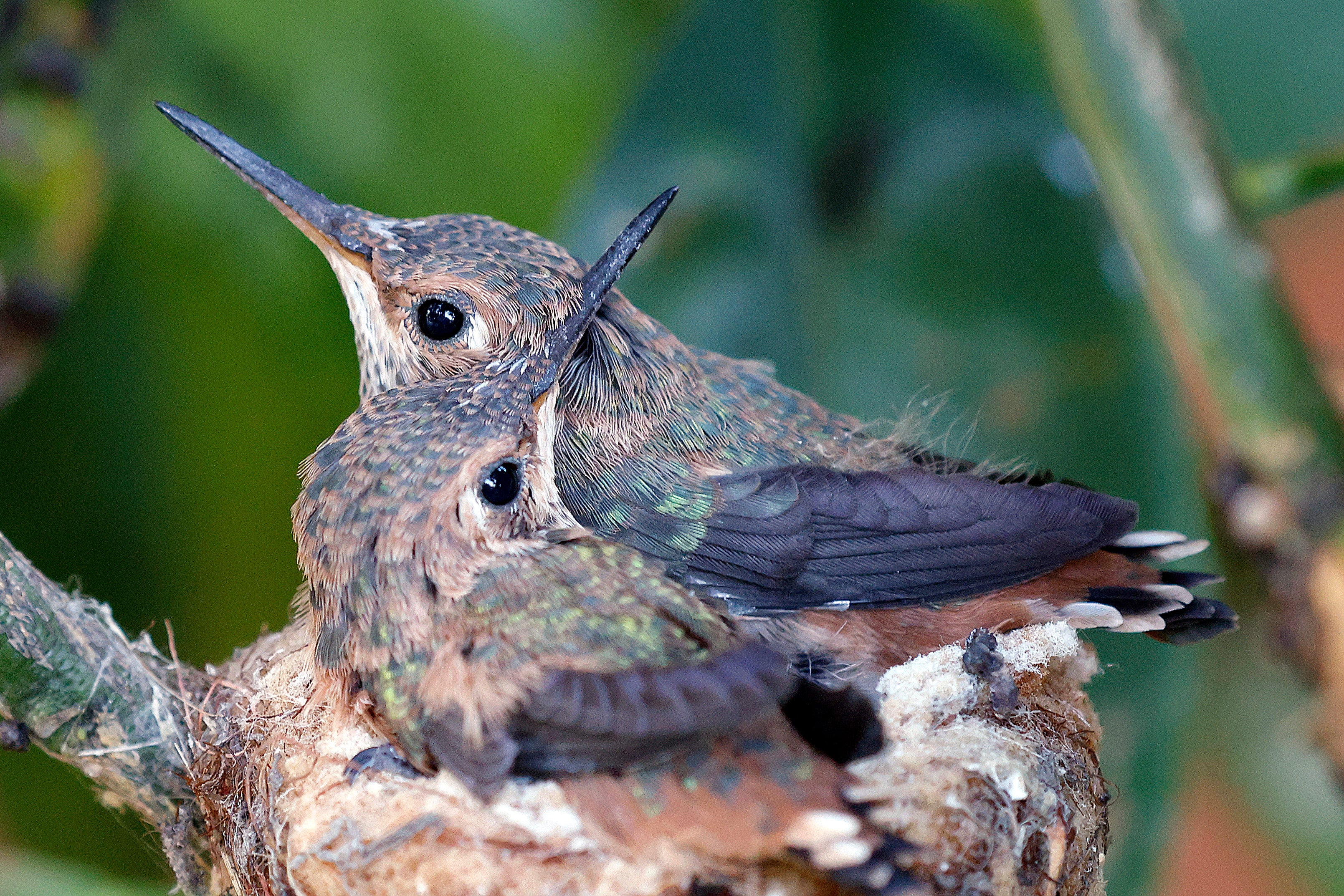 It was nest of an Anna hummingbird - like these in California - that forced project to initially stop