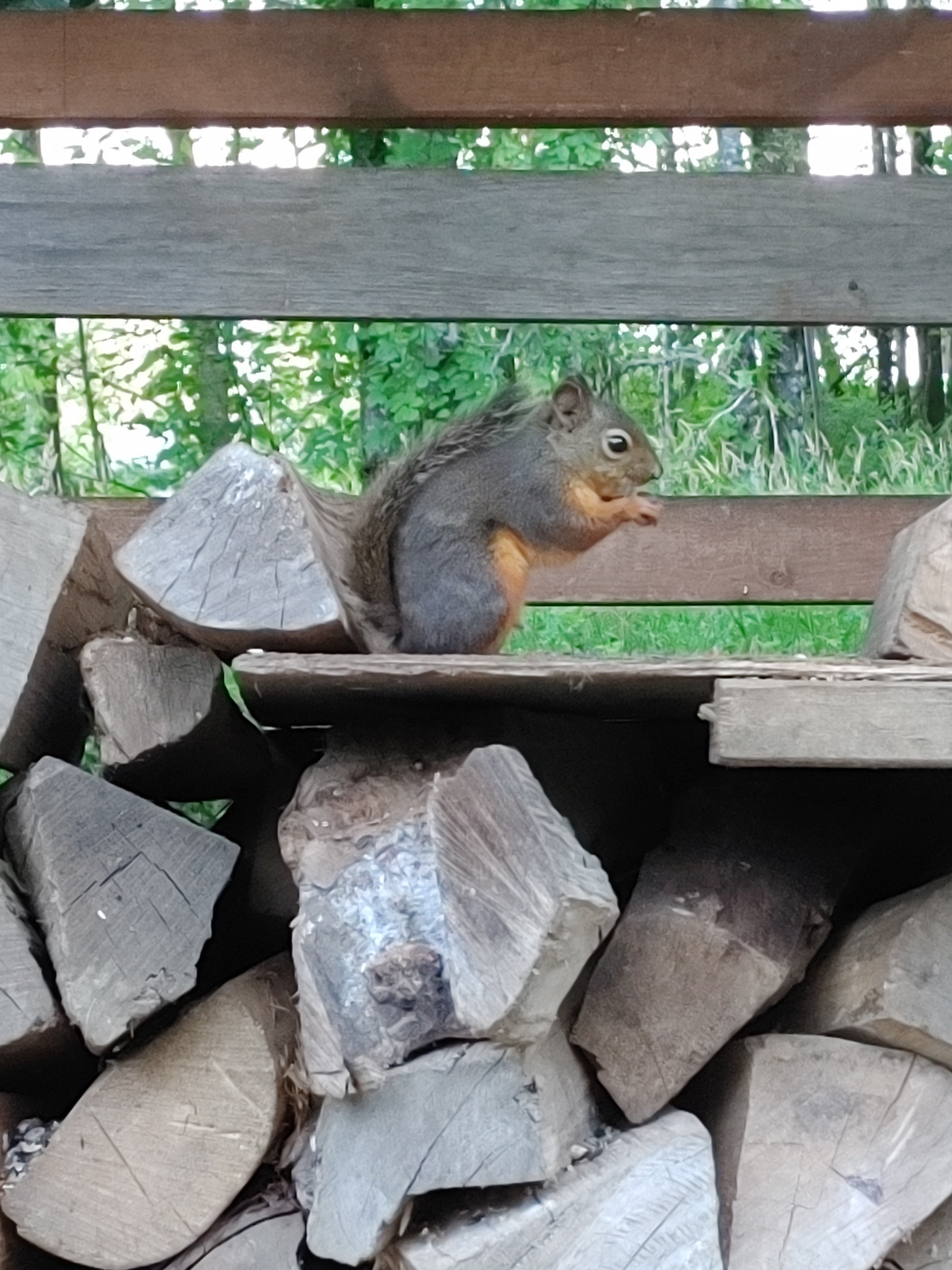 Douglass Squirrels live in the wetland, say activists