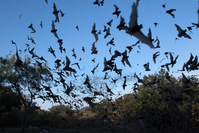 <p>Bats in the Texas Hill Country </p>