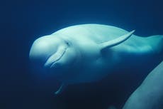 Beluga whale: Why is the animal stranded in France’s River Seine