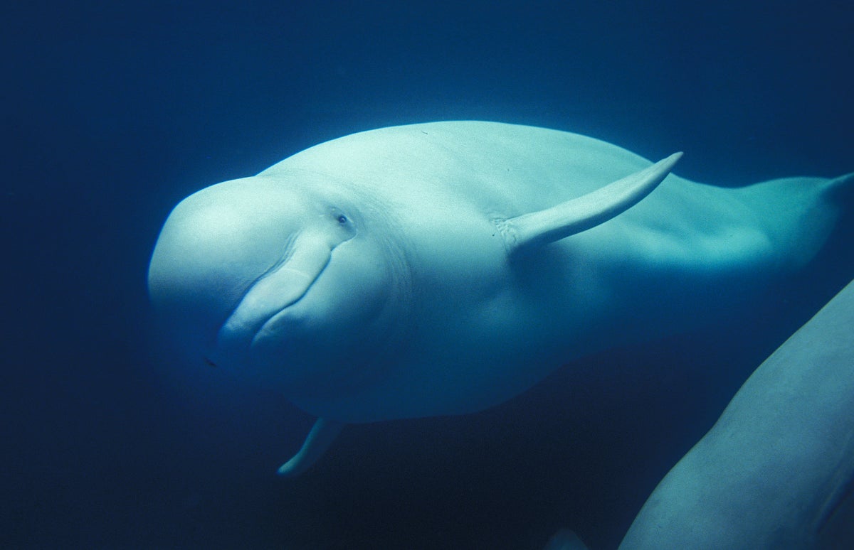 Bir beyaz balina neden Fransa'nın Seine Nehri'nde mahsur kaldı?