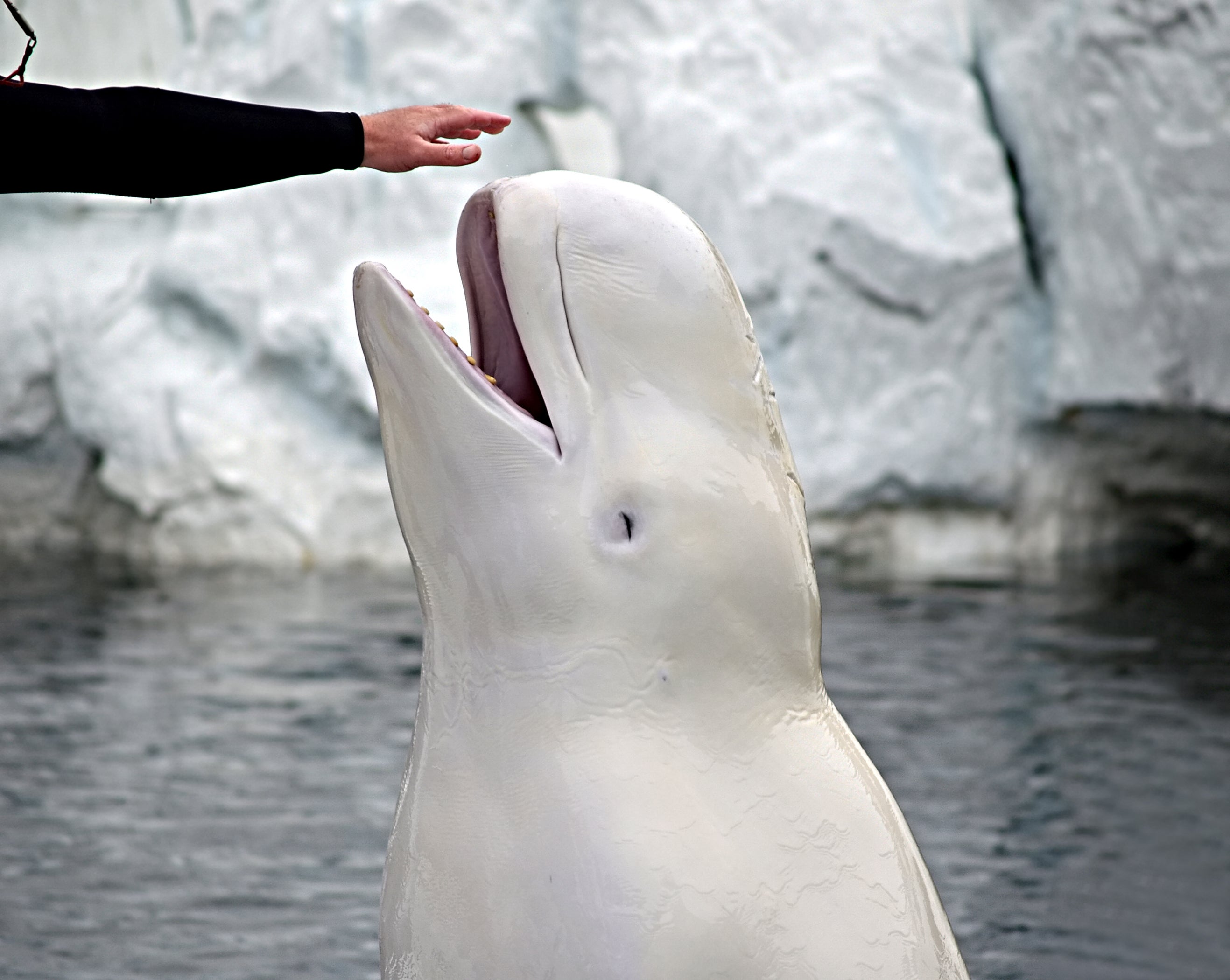 Beluga whales are typically very social animals, characterised by their striking white skin and globular head