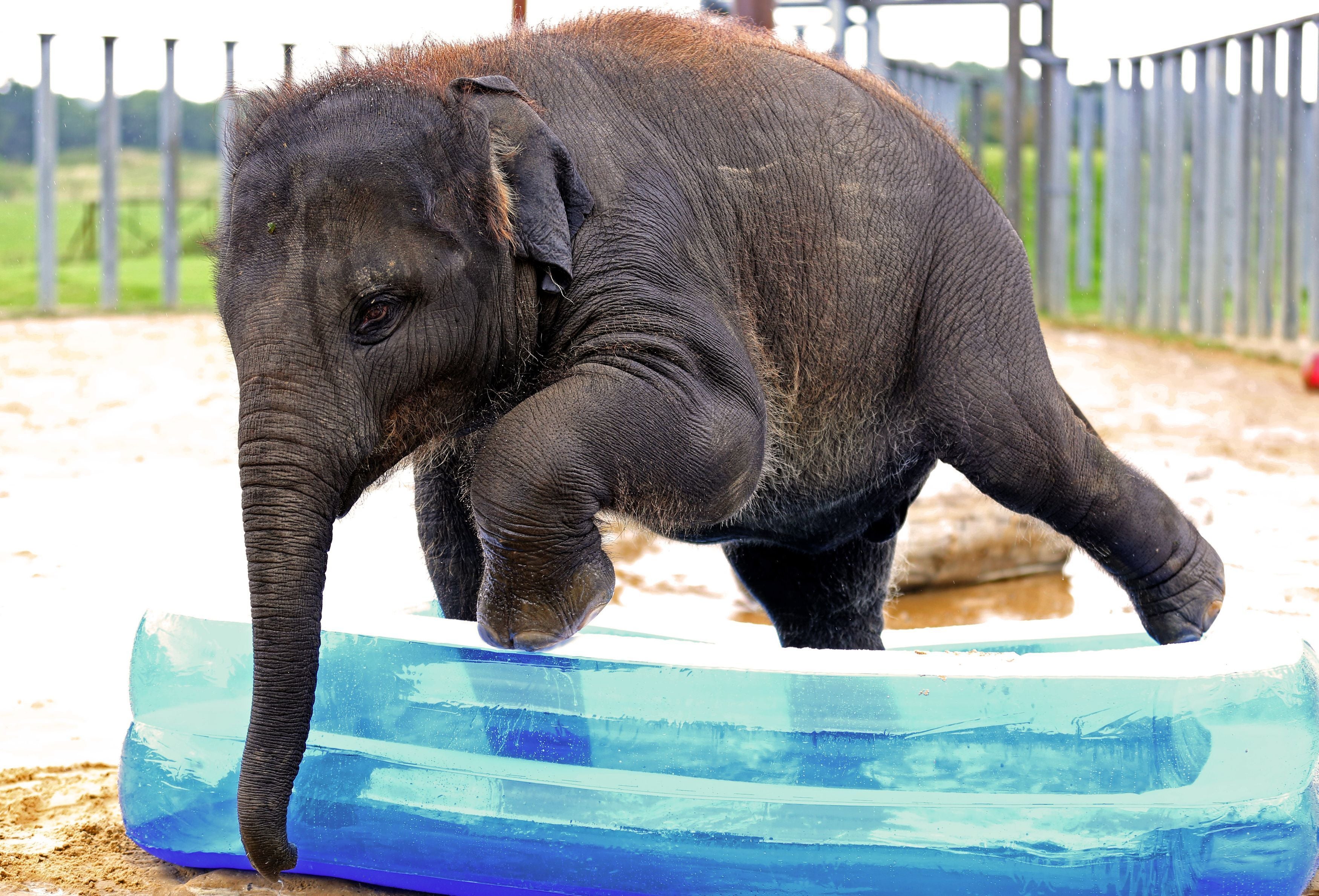 Domestic paddling pools cannot be filled under hosepipe ban rules, although zoos are exempt (Chris Radburn/PA)
