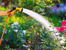 How to look after your garden during the hosepipe ban