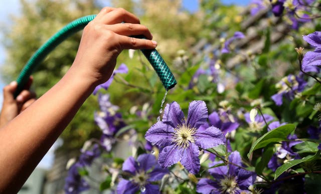 <p>Restrictions mean hosepipes should not be used to water flowers in parts of southern England</p>
