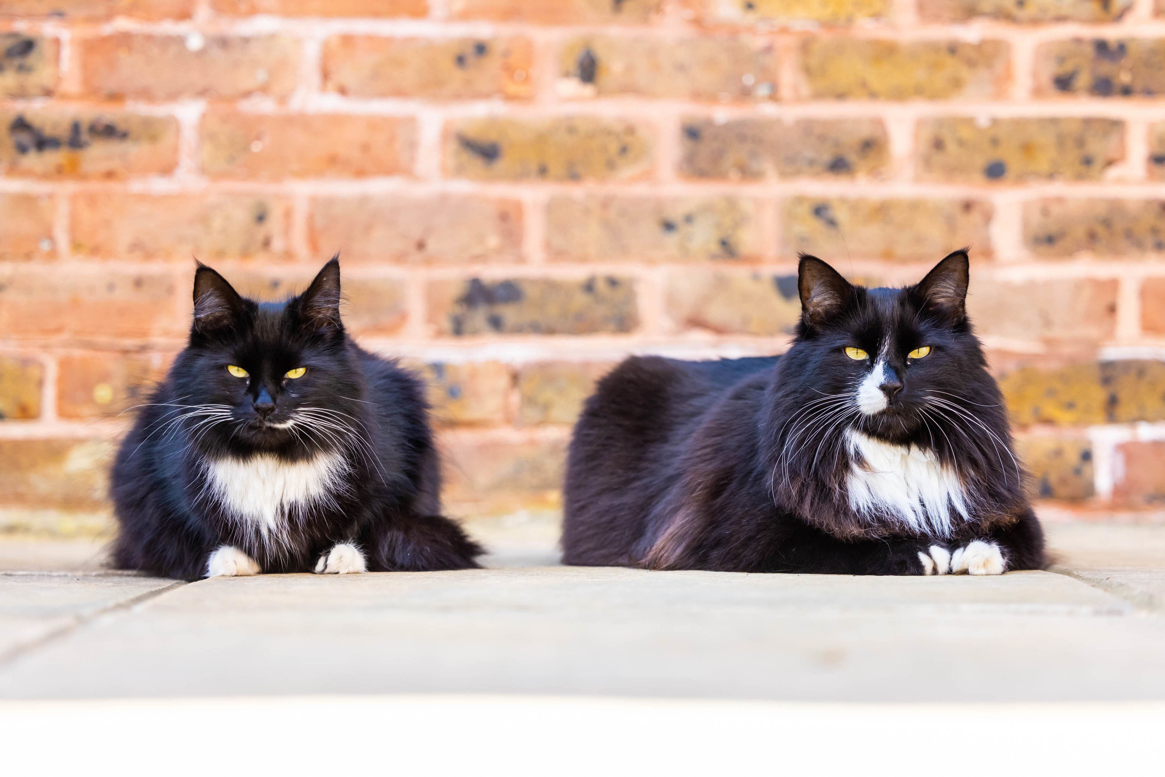 The pair, who live at the St Peter and St James Hospice in Haywards Heath, have been announced as the overall joint National Cats of the Year 2022
