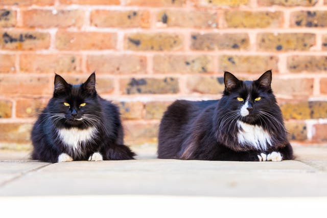<p>The pair, who live at the St Peter and St James Hospice in Haywards Heath, have been announced as the overall joint National Cats of the Year 2022</p>