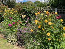 My lawn is dead, my heart is broken – but my dahlias are slyly beating the hosepipe ban