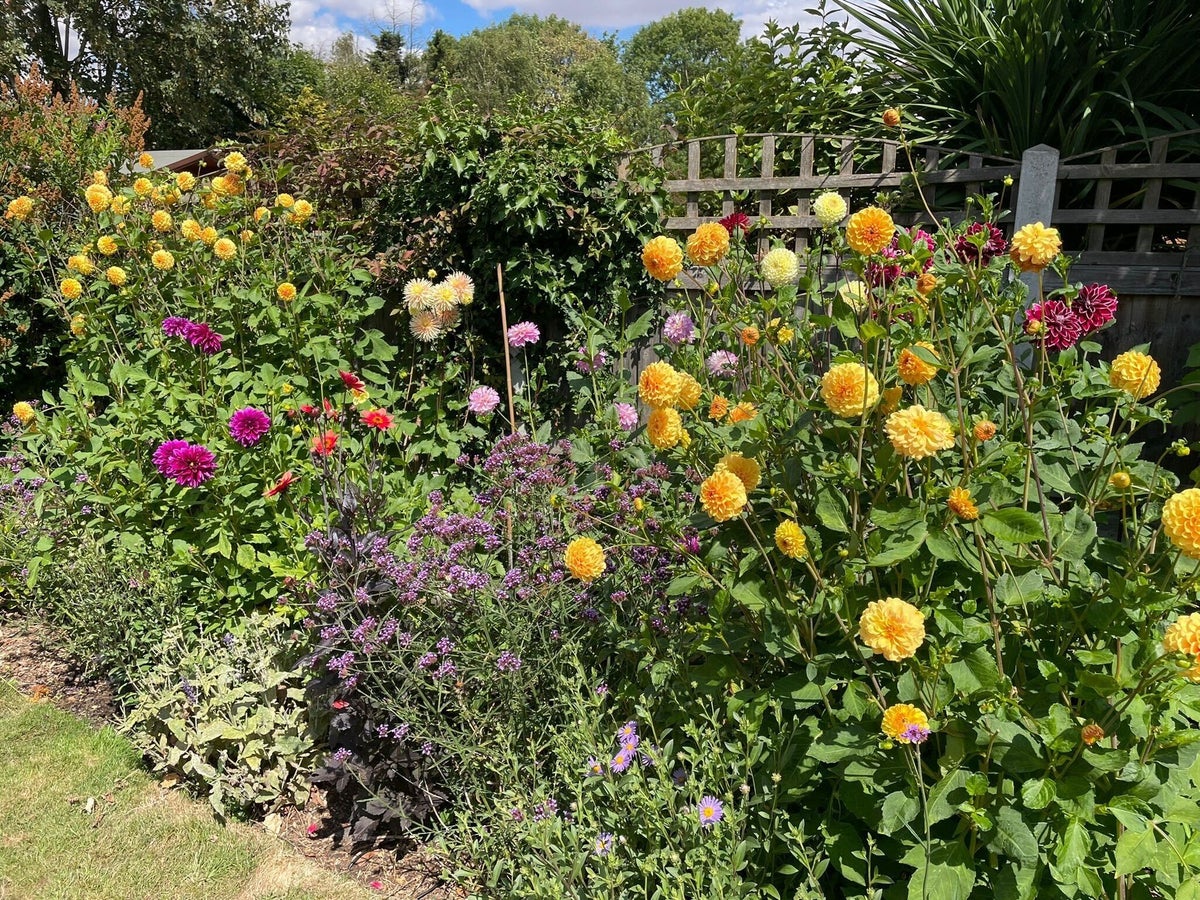 Voices: My lawn is dead, my heart is broken – but my dahlias are slyly beating the hosepipe ban