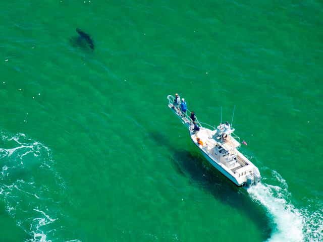 <p>An Atlantic White Shark Conservancy boat and crew work to tag a Great White Shark in the waters off the shore in Cape Cod, Massachusetts on July 13, 2019</p>