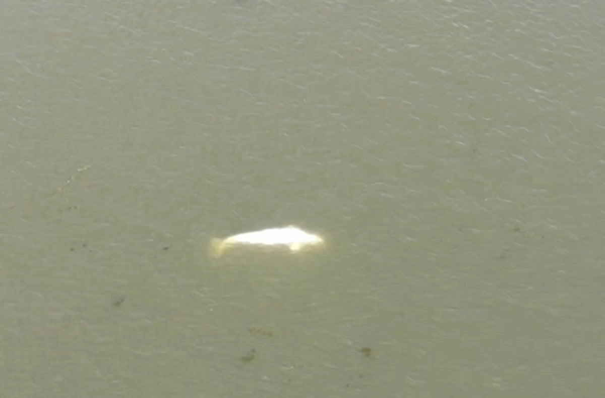 Beluga whale caught in France’s Seine not accepting food