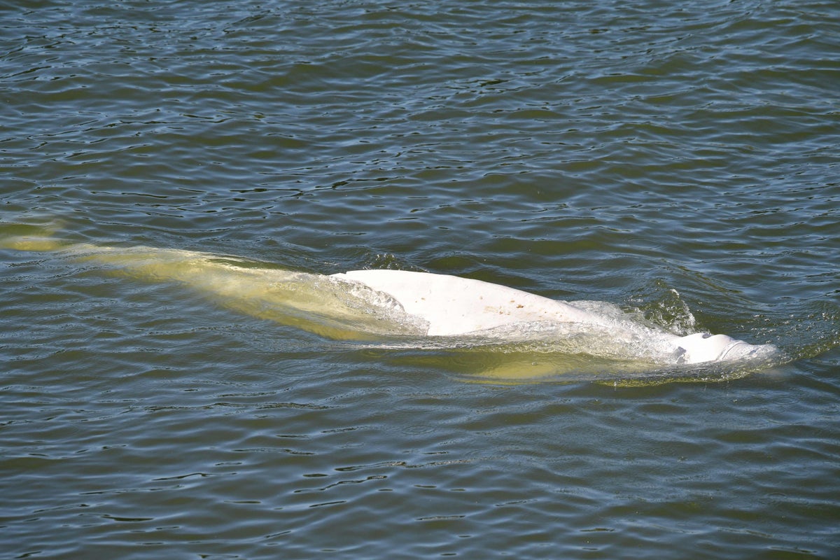 Emaciated beluga whale stranded in River Seine to be given vitamins as it refuses food