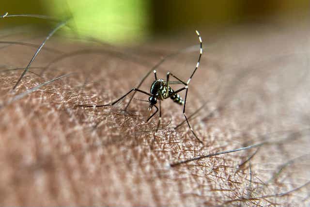 <p>An Asian tiger mosquito bites a person in Bangalore, India on August 12, 2021</p>