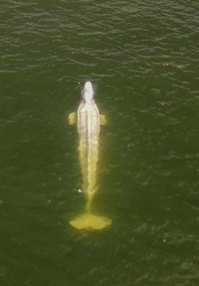 France Whale in Seine