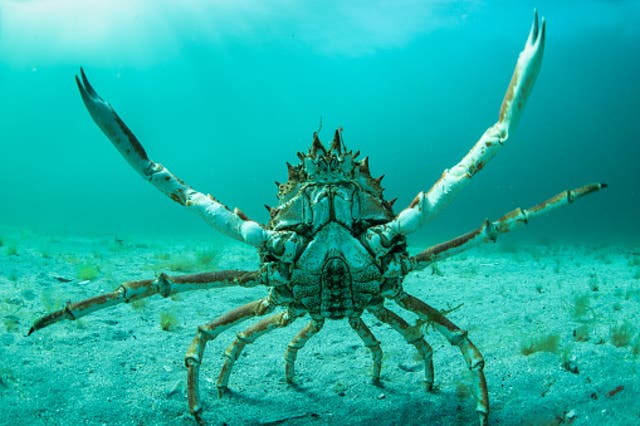 <p>It is believed mass gathering helps the crabs protect themselves from predators while they wait for their new exoskeletons to thicken and toughen up</p>