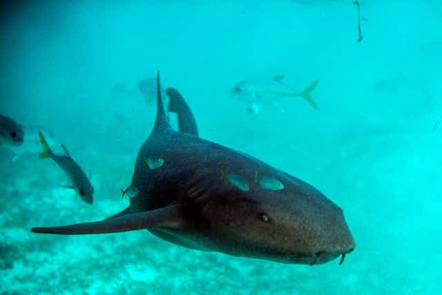<p>Finley Downer was attacked by at least three nurse sharks </p>