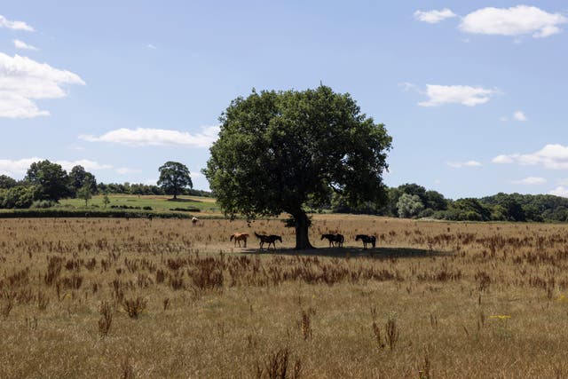 <p>Horses stand in the shade of an oak tree in a parched field in Oxted, Surrey, in August </p>