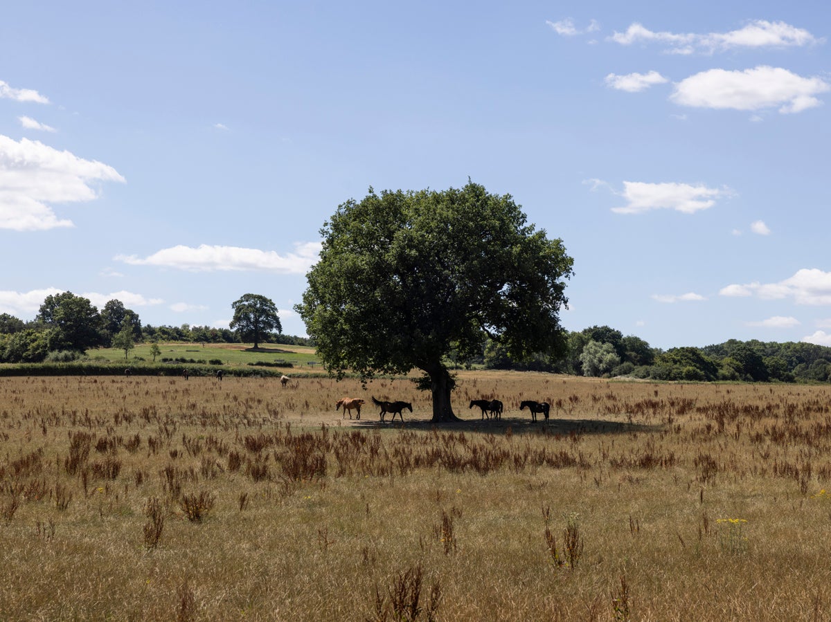 Farmers’ heatwave fears as drought ‘approaching worst ever seen’