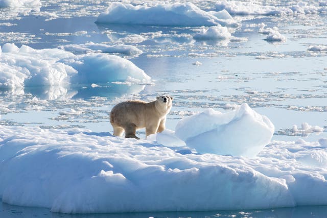 <p>File:  A polar bear on a glacier</p>