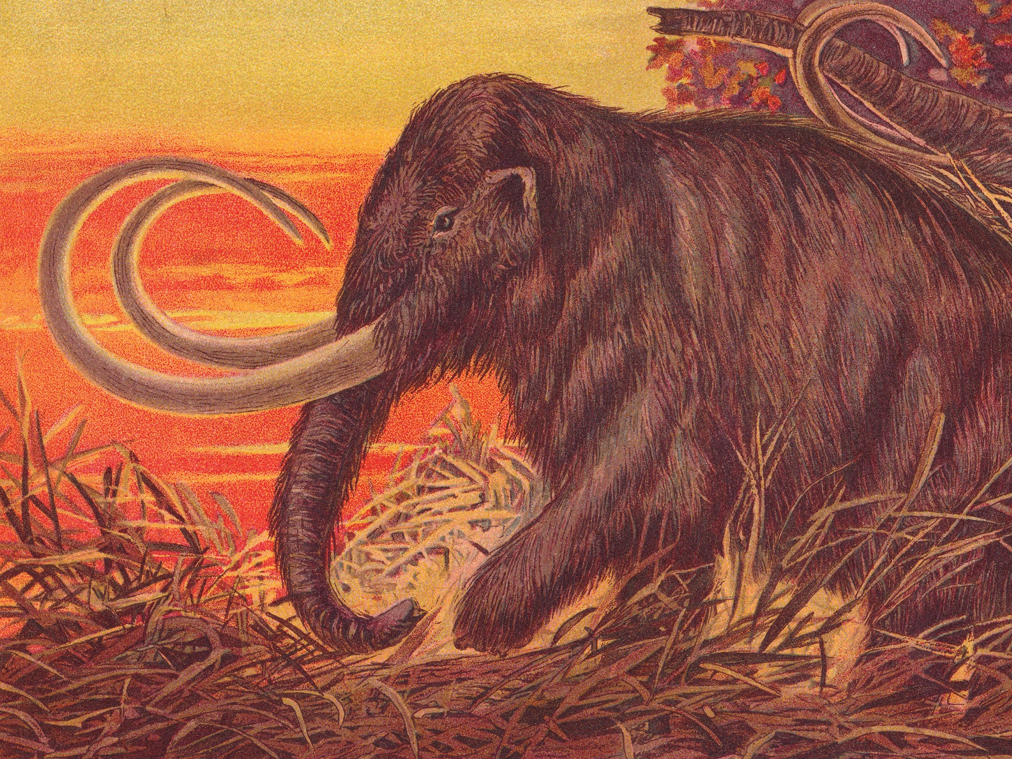 A 1900 illustration of the woolly mammoth, which may be headed to a supermarket near you in the coming decades