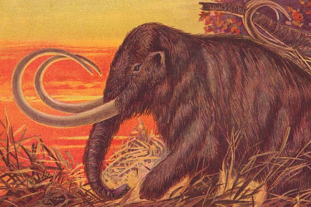 <p>A 1900 illustration of the woolly mammoth, which may be headed to a supermarket near you in the coming decades</p>