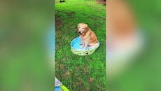 Woman left unimpressed after her dog barely fits in bargain pet pool from Lidl