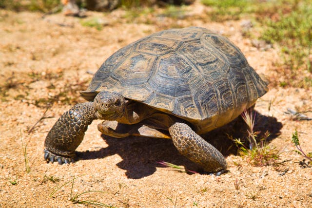 <p>The critically endangered desert tortoise in California</p>
