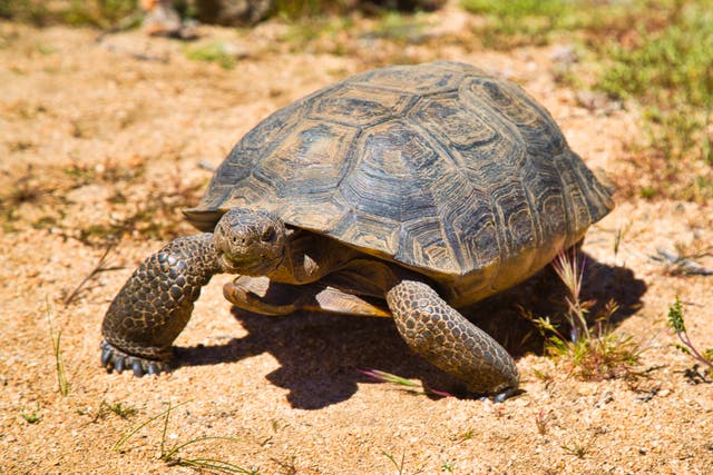 <p>The critically endangered desert tortoise in California</p>