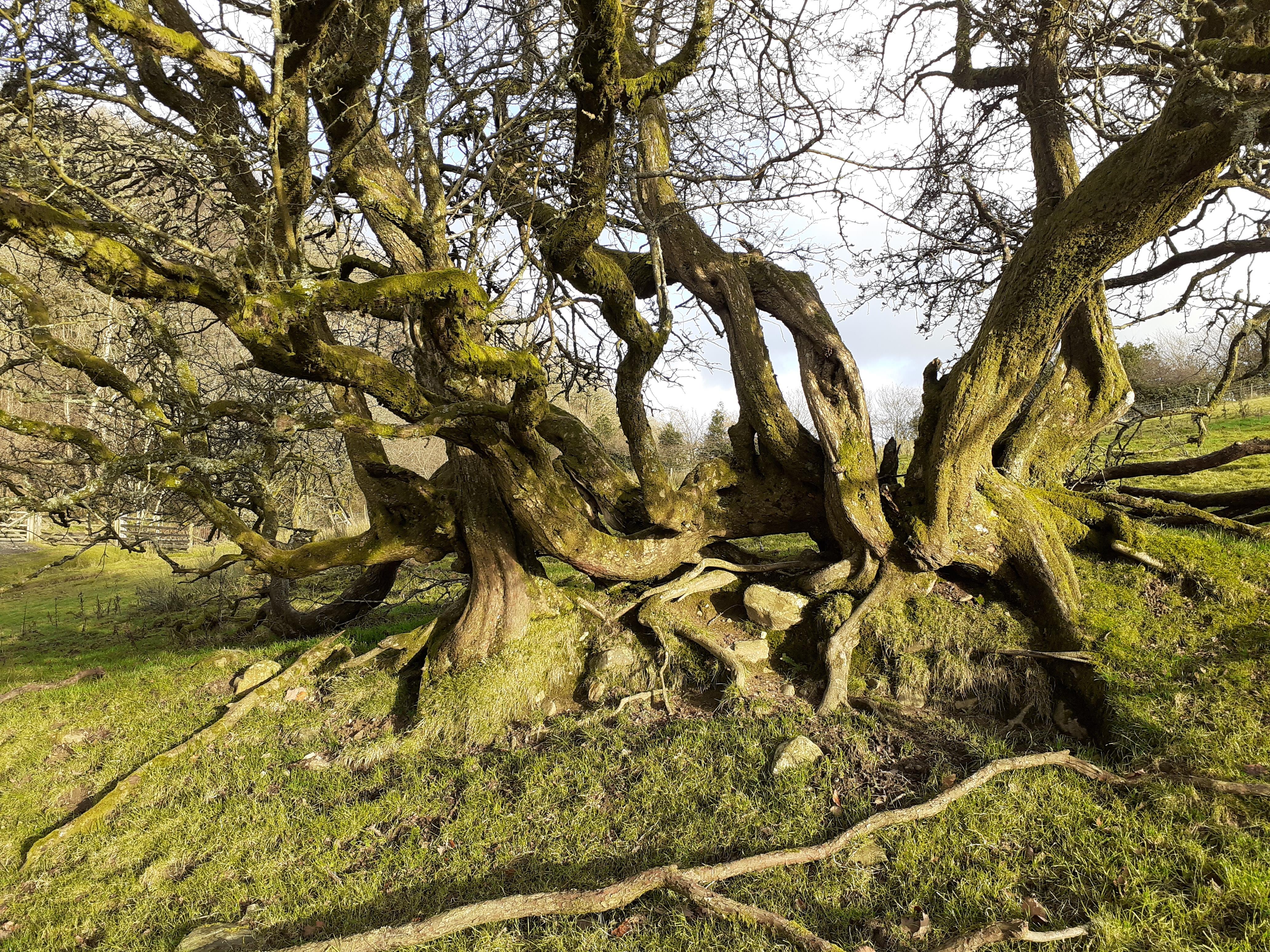 What Side of the Tree Does Moss Grow On? - Woodland Trust