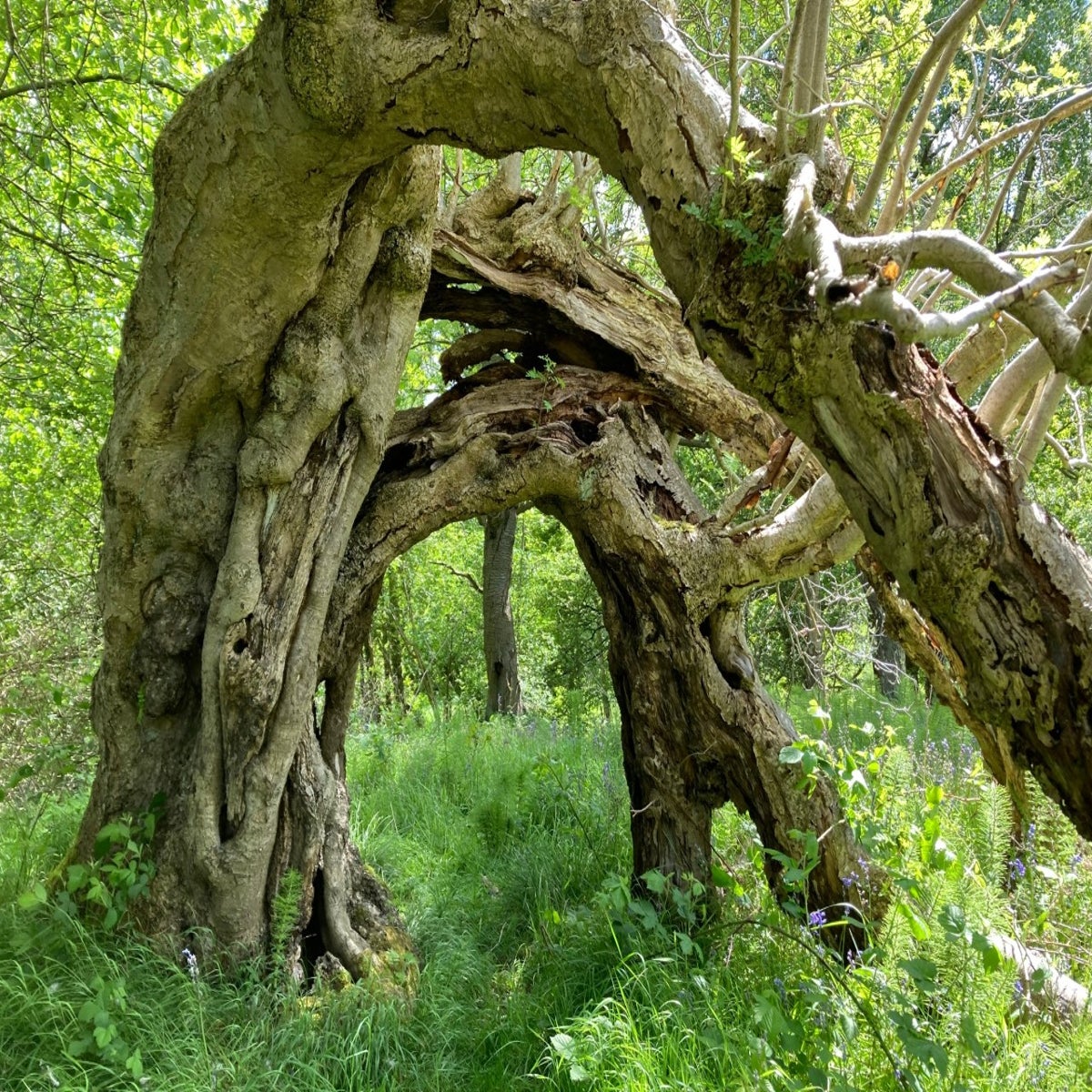 Wise Mystical Tree -  UK