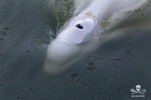 <p>The whale is seen in the Seine, west of Paris, last weekend </p>