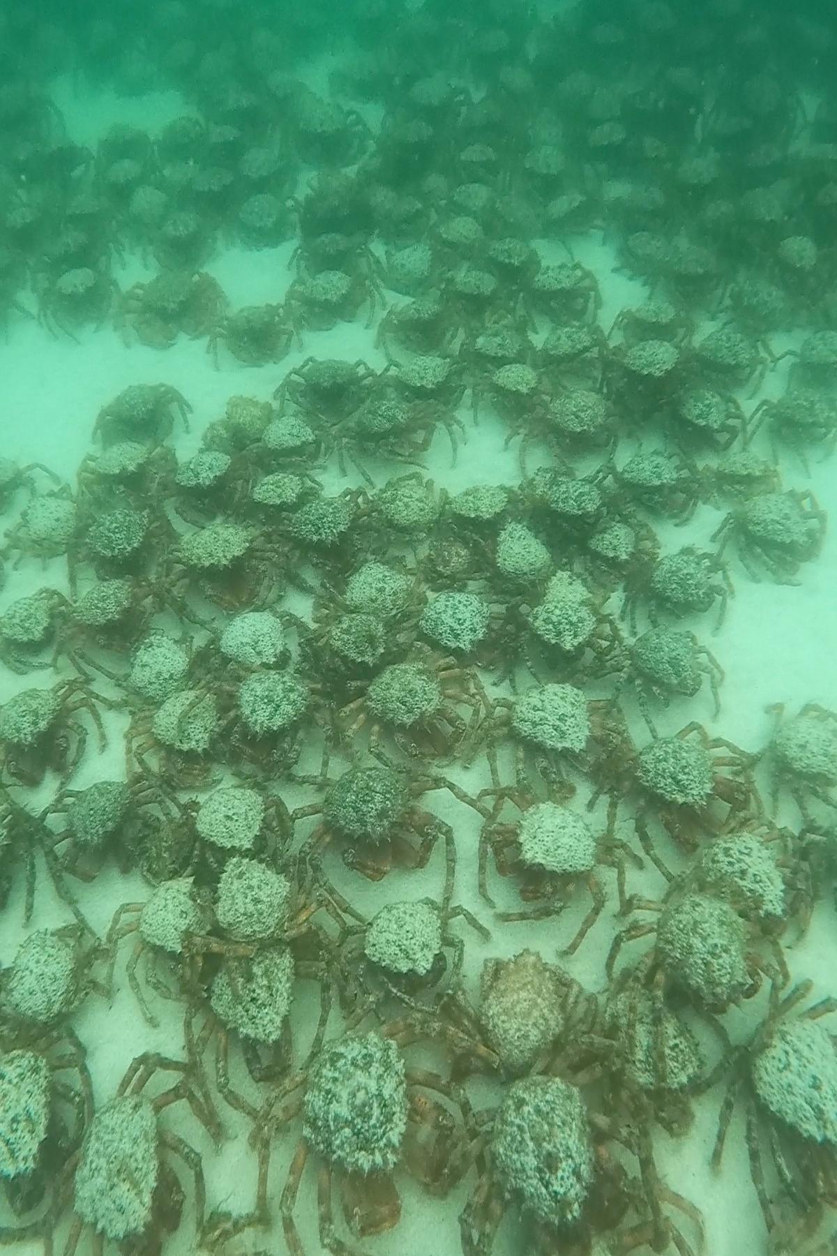 Giant spider crabs have been massing in multiple locations off Cornwall’s coast this summer (Katie Maggs/PA)